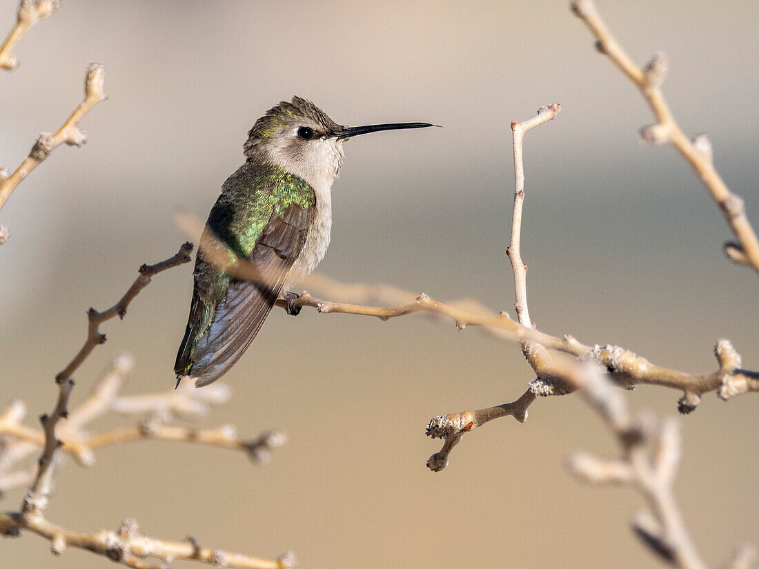 Costakolibri-Weibchen (Calypte costae), in Bahia Concepcion, Baja California Sur, Sea of Cortez, Mexiko, Nordamerika