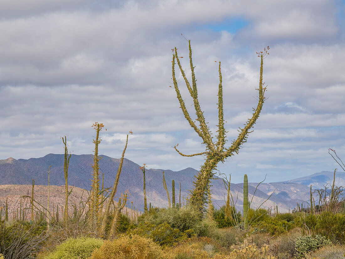 Boojum-Baum (Fouquieria columnaris), außerhalb von Bahia de los Angeles, Baja California, Sea of Cortez, Mexiko, Nordamerika