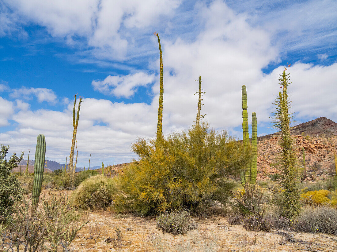 Boojum-Baum (Fouquieria columnaris), außerhalb von Bahia de los Angeles, Baja California, Sea of Cortez, Mexiko, Nordamerika