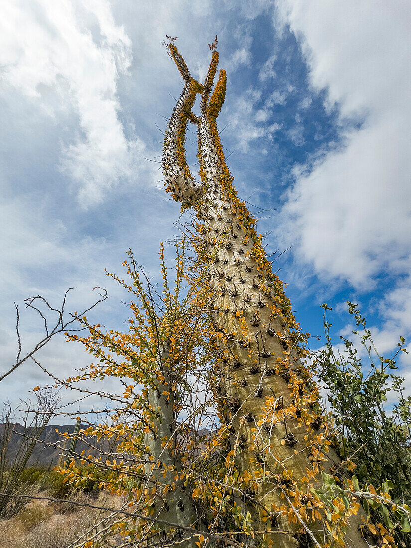 Boojum-Baum (Fouquieria columnaris), außerhalb von Bahia de los Angeles, Baja California, Sea of Cortez, Mexiko, Nordamerika