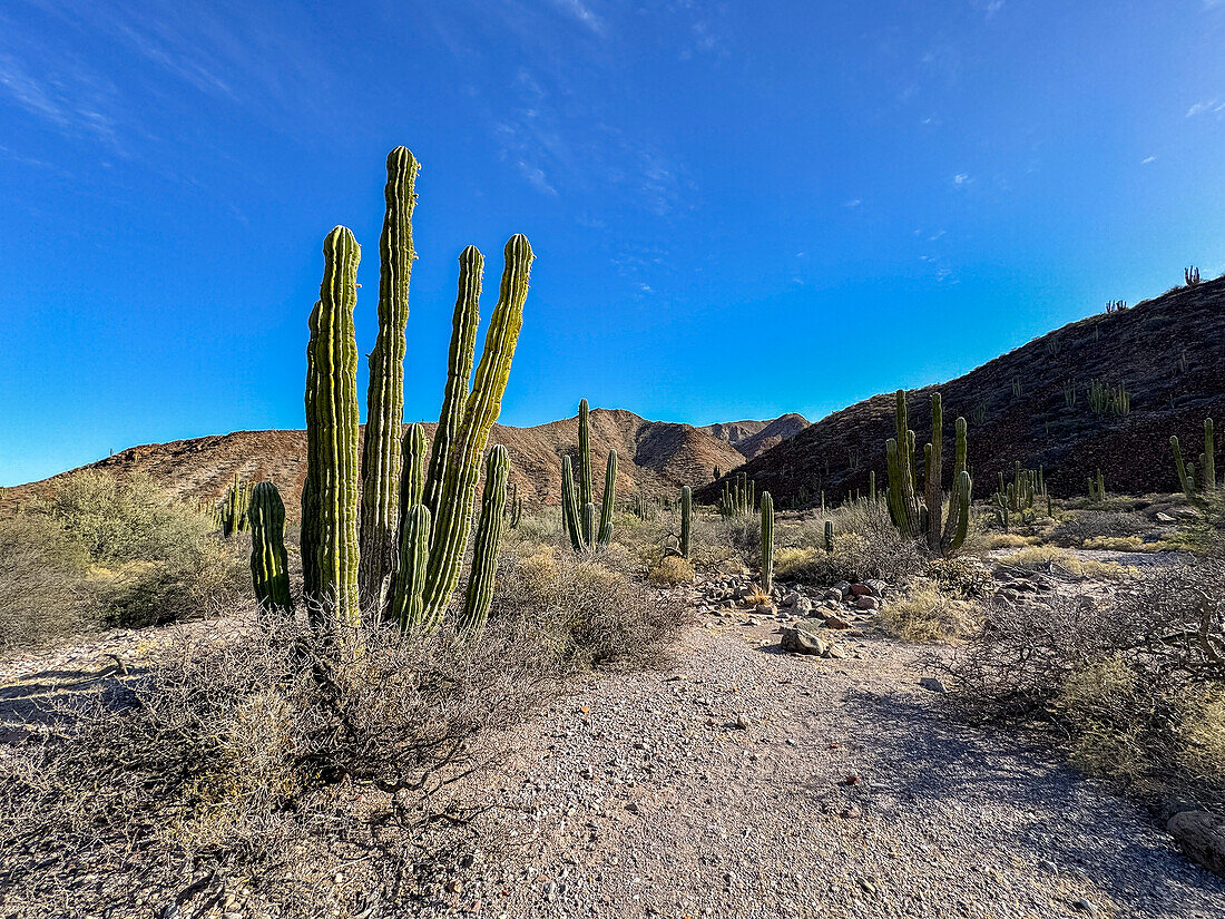 Mexikanische Riesenkardone (Pachycereus pringlei), auf Isla San Esteban, Baja California, Sea of Cortez, Mexiko, Nordamerika