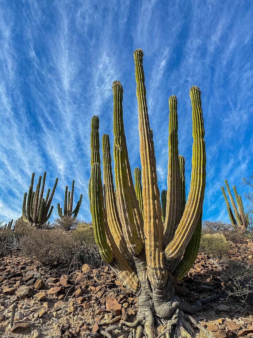 Mexican giant cardon (Pachycereus pringlei), on Isla San Esteban, Baja California, Sea of Cortez, Mexico, North America