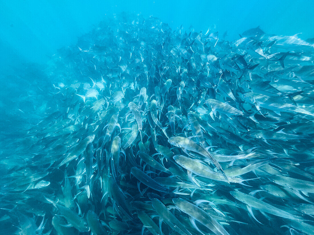 Bigeye Trevally (Caranx sexfasciatus), schooling in Cabo Pulmo National Marine Park, Baja California Sur, Mexico, North America