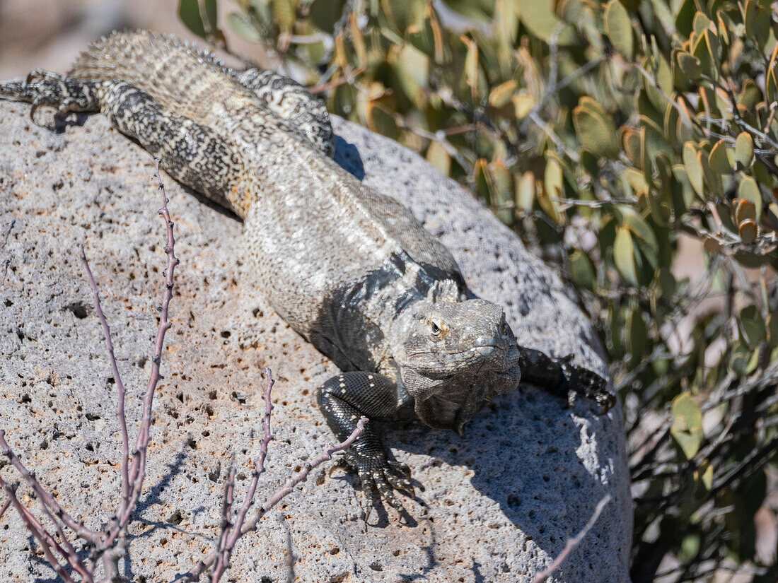 Ausgewachsener San Esteban Stachelschwanzleguan (Ctenosaura conspicuosa), endemisch auf der Isla San Esteban, Baja California, Mexiko, Nordamerika