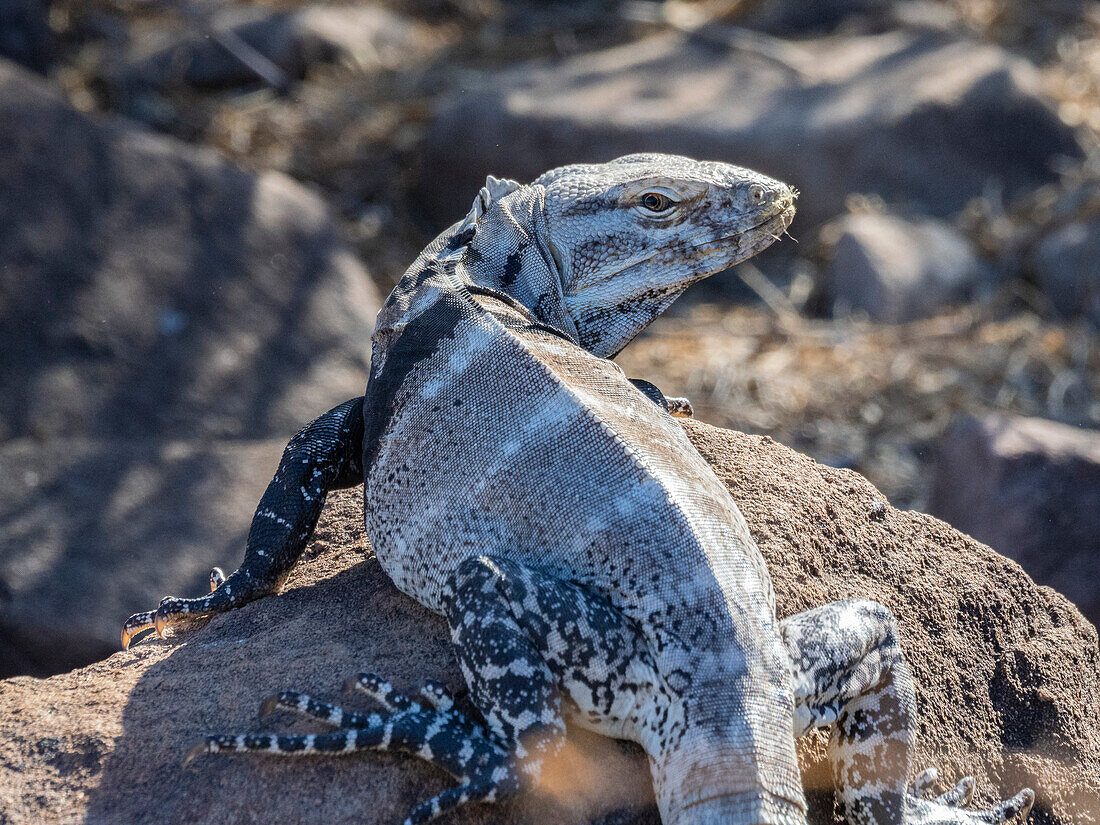 Adult San Esteban spiny-tailed iguana (Ctenosaura conspicuosa), endemic to Isla San Esteban, Baja California, Mexico, North America