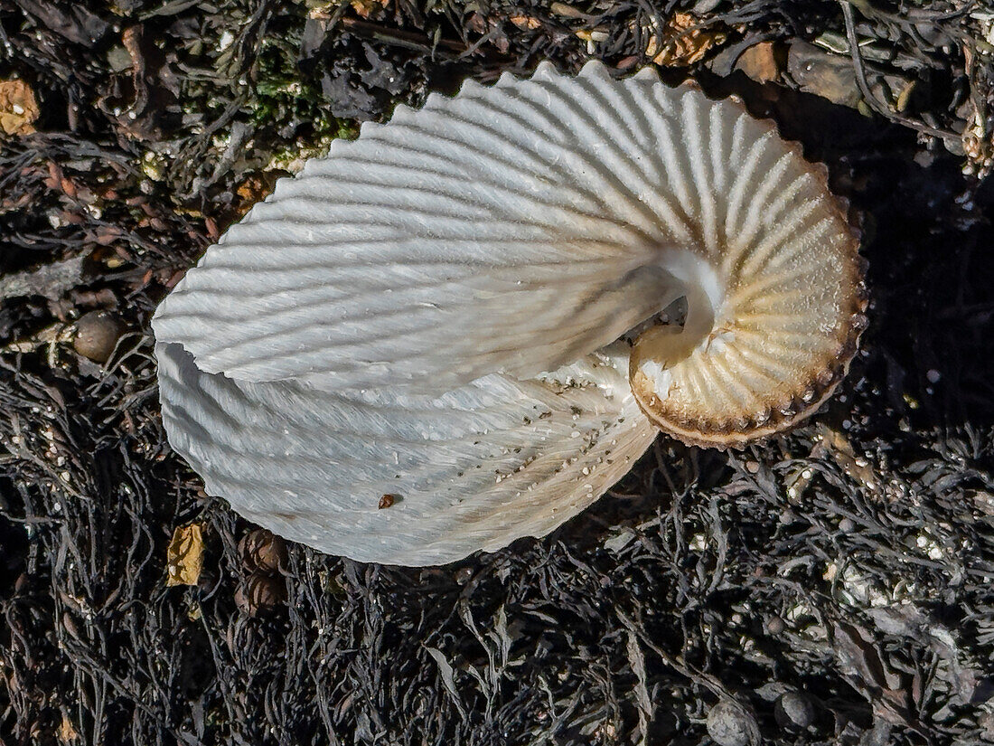 Ein Argonaut (Gattung Argonauta), eine Gruppe von pelagischen Tintenfischen. Baja California, Meer von Cortez, Mexiko, Nordamerika