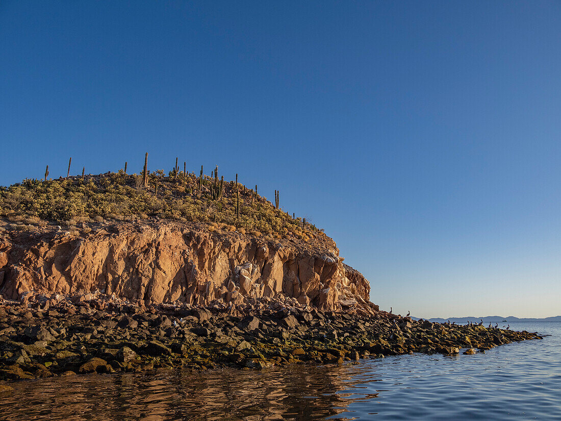 Cactus cover a small islet in Bahia las Animas at sunrise, Baja California, Sea of Cortez, Mexico, North America