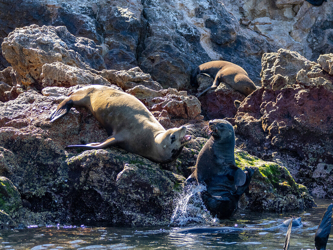 Guadalupe fur seals (Arctocephalus townsendi), at new haul out on Las Animas Island, Baja California Sur, Sea of Cortez, Mexico, North America