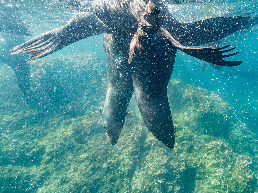 Guadalupe fur seals (Arctocephalus townsendi), underwater on Las Animas Island, Baja California Sur, Sea of Cortez, Mexico, North America