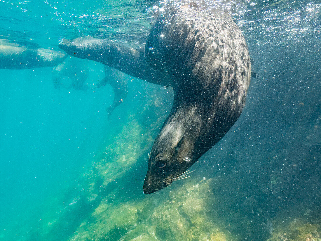 Guadalupe-Pelzrobben (Arctocephalus townsendi), unter Wasser auf der Insel Las Animas, Baja California Sur, Sea of Cortez, Mexiko, Nordamerika