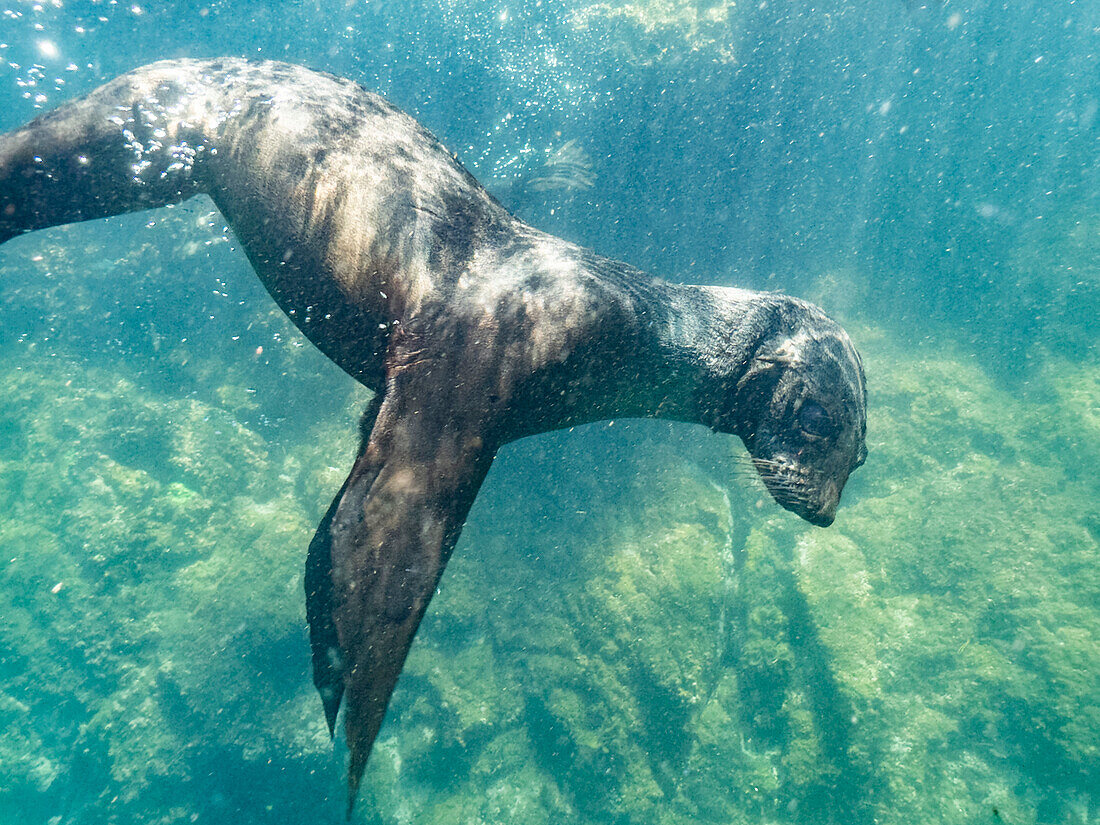 Guadalupe fur seal (Arctocephalus townsendi), underwater on Las Animas Island, Baja California Sur, Sea of Cortez, Mexico, North America