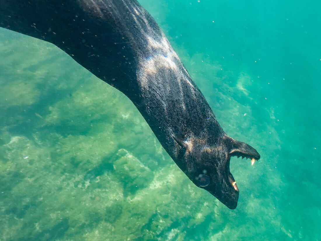 Guadalupe fur seal (Arctocephalus townsendi), underwater on Las Animas Island, Baja California Sur, Sea of Cortez, Mexico, North America