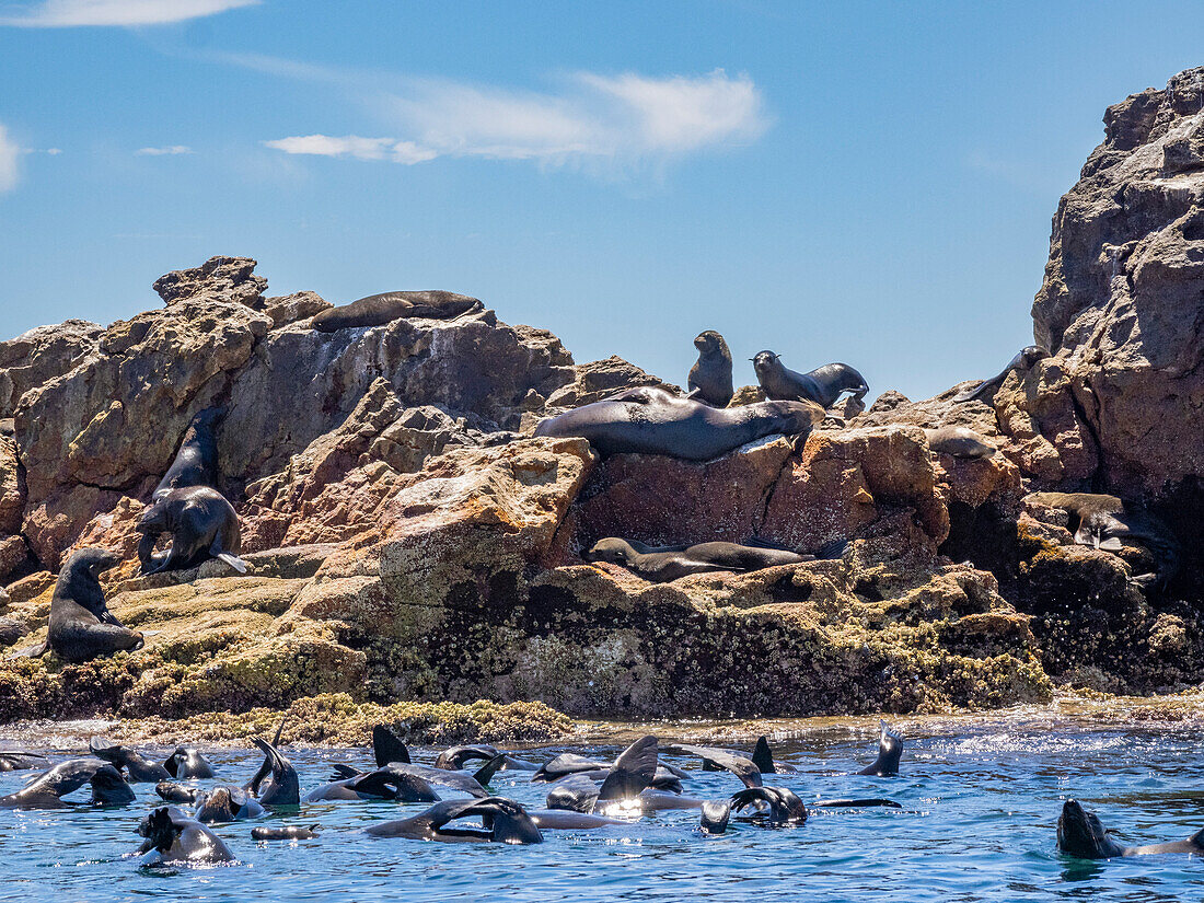 Guadalupe-Pelzrobbe (Arctocephalus townsendi), am neuen Laichplatz auf der Insel Las Animas, Baja California Sur, Sea of Cortez, Mexiko, Nordamerika