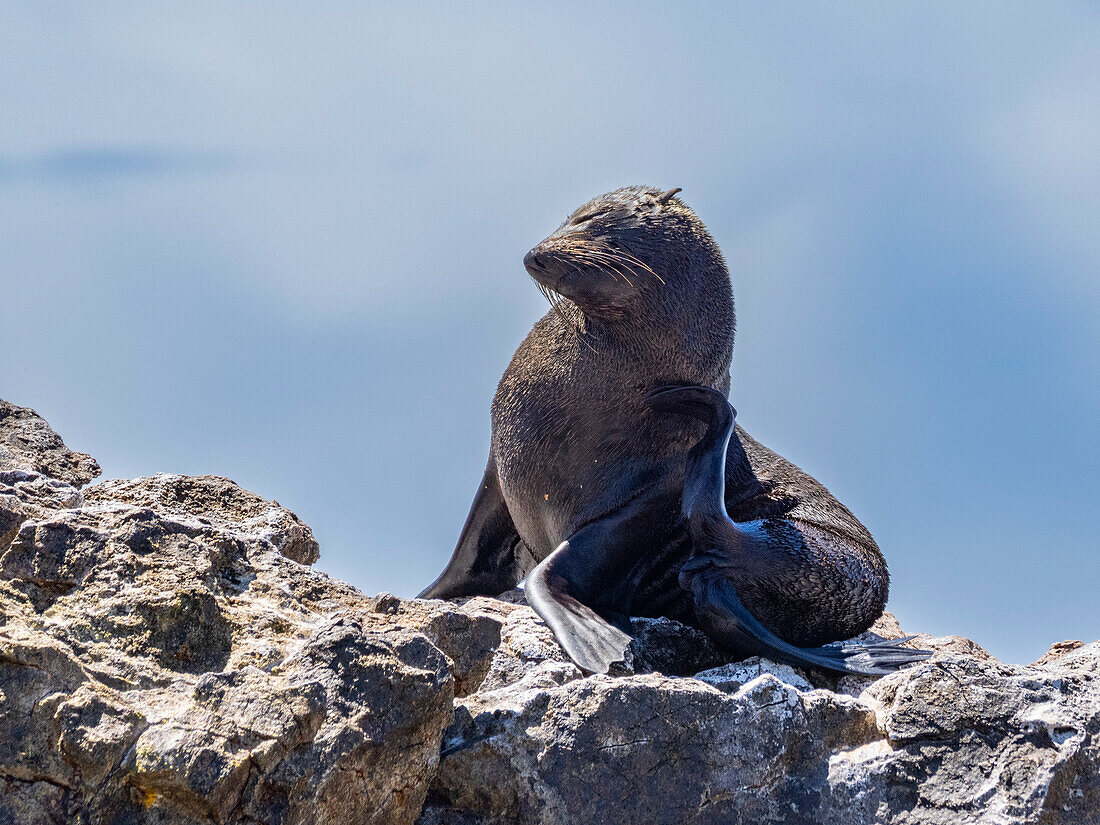 Guadalupe-Pelzrobbe (Arctocephalus townsendi), bei einem neuen Fangplatz auf der Insel Las Animas, Baja California Sur, Sea of Cortez, Mexiko, Nordamerika