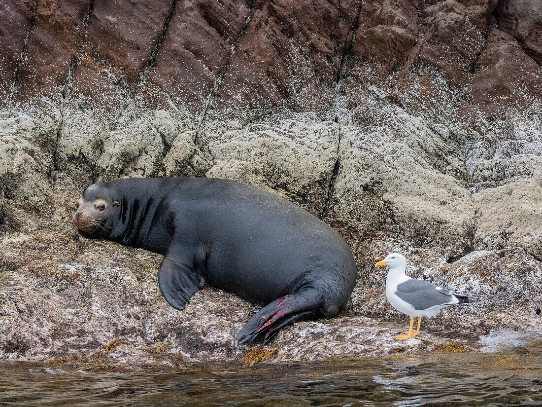 Ein verletzter Bulle des Kalifornischen Seelöwen (Zalophus californianus), auf der Isla San Pedro Martir, Sea of Cortez, Mexiko, Nordamerika