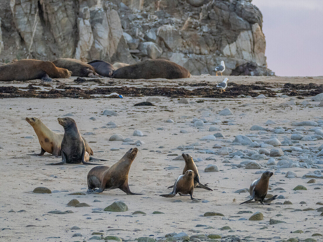 California sea lions (Zalophus californianus), on the beach in Puerto Refugio, Baja California, Sea of Cortez, Mexico, North America