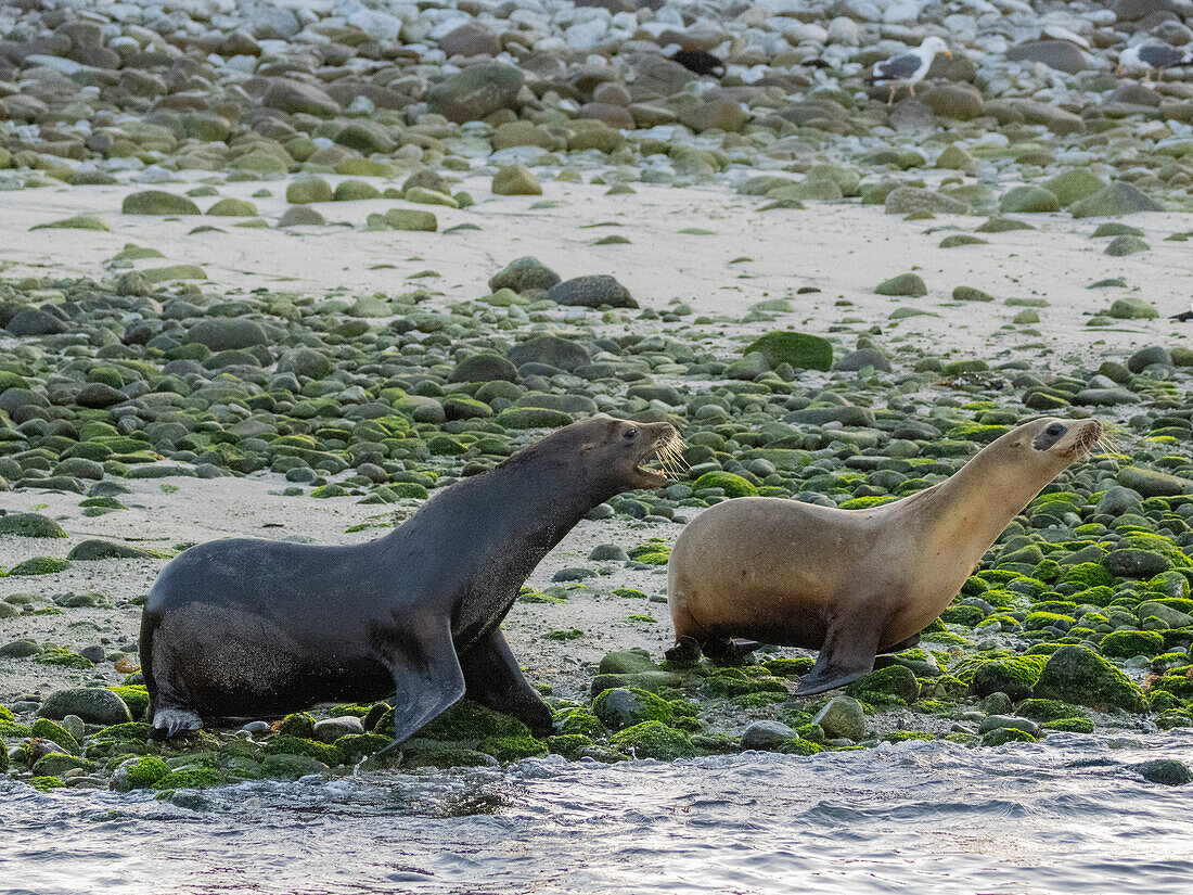 Kalifornischer Seelöwe (Zalophus californianus), auf der Flucht am Strand in Puerto Refugio, Baja California, Sea of Cortez, Mexiko, Nordamerika