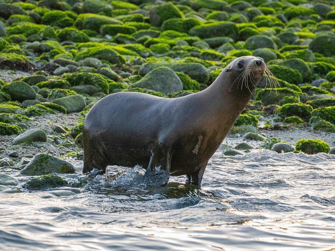 California sea lions (Zalophus californianus), stampeding on the beach in Puerto Refugio, Baja California, Sea of Cortez, Mexico, North America