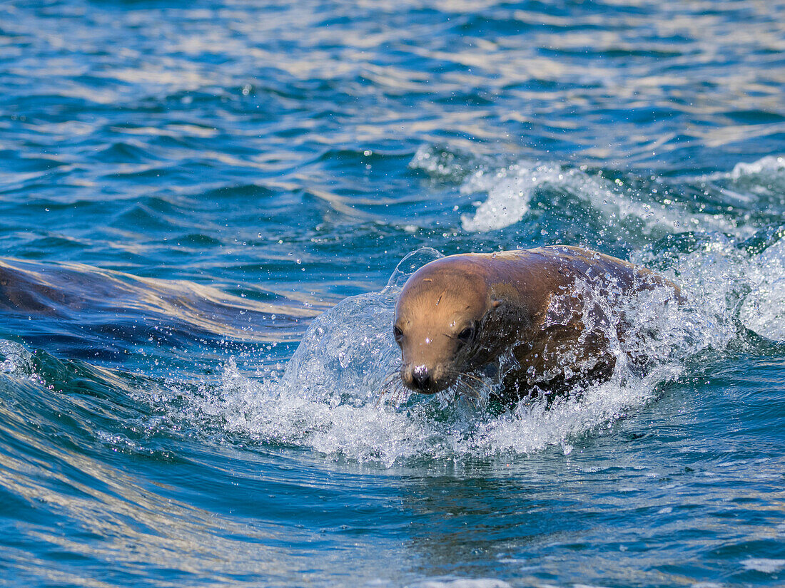 California sea lion (Zalophus californianus), porpoising in the water in Puerto Refugio, Baja California, Sea of Cortez, Mexico, North America