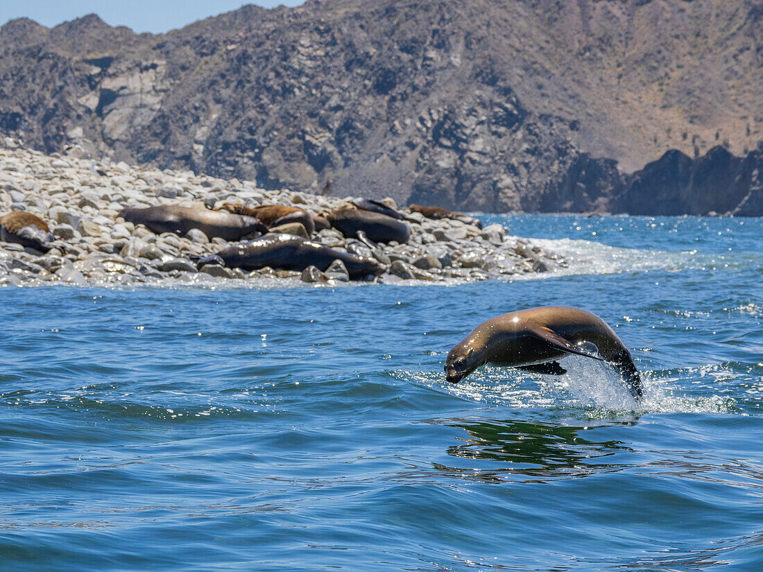 California sea lion (Zalophus californianus), porpoising in the water in Puerto Refugio, Baja California, Sea of Cortez, Mexico, North America