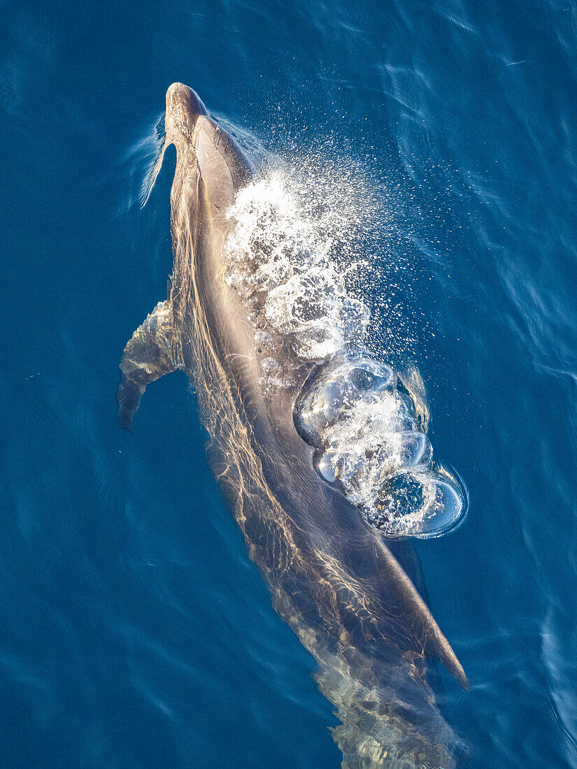 Bottlenose dolphin (Tursiops truncatus), surfacing in Cabo Pulmo National Marine Park, Baja California Sur, Mexico,, North America