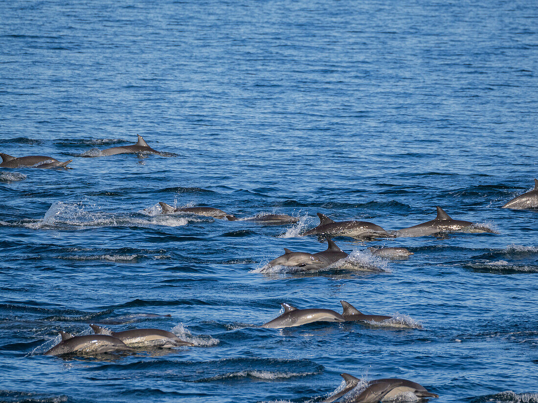 Ein Langschnauzen-Delphin (Delphinus capensis), unterwegs vor den Gorda Banks, Baja California Sur, Mexiko, Nordamerika