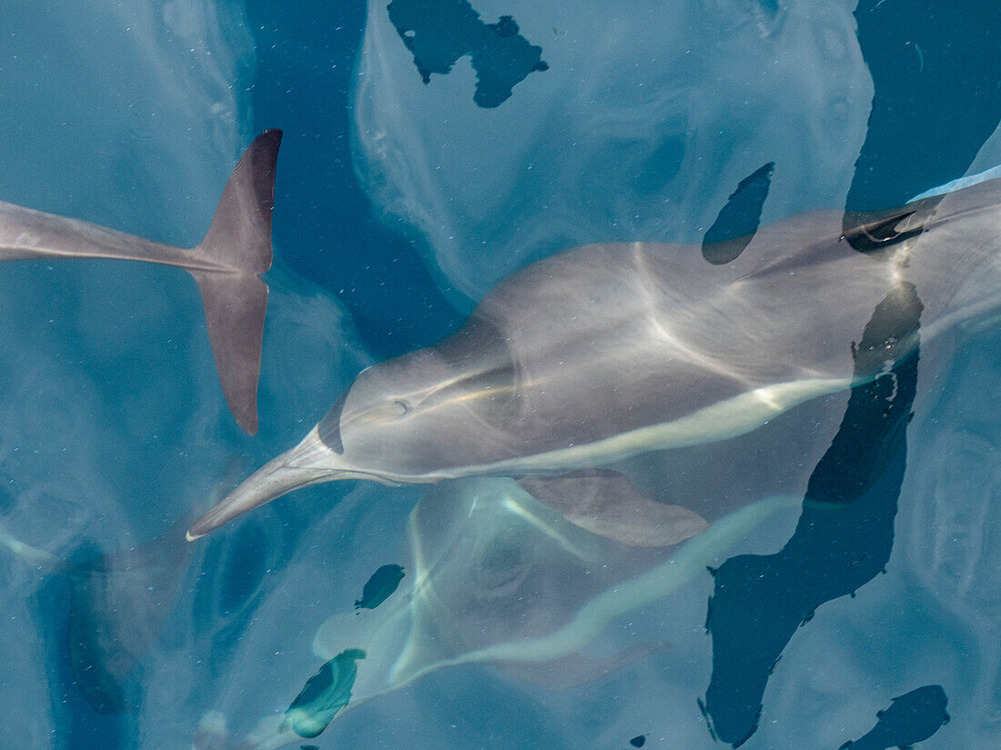 Langschnauzen-Delphin (Delphinus capensis), Auftauchen vor den Gorda Banks, Baja California Sur, Mexiko, Nordamerika