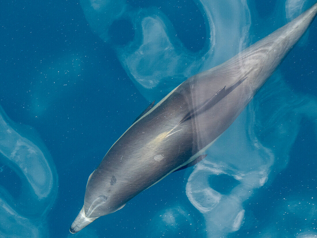 Ein Langschnauzen-Delphin (Delphinus capensis), auftauchend vor den Gorda Banks, Baja California Sur, Mexiko, Nordamerika