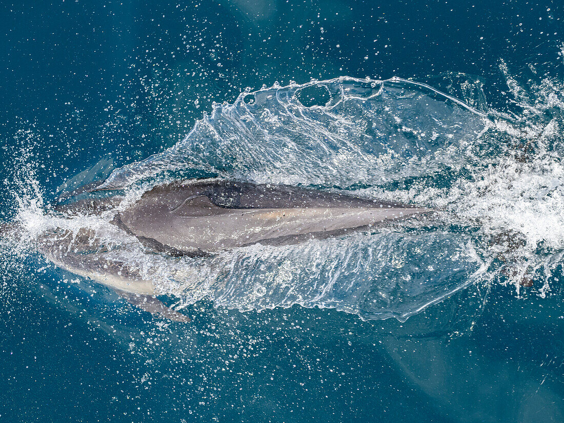 A long-beaked common dolphin (Delphinus capensis), surfacing off Gorda Banks, Baja California Sur, Mexico, North America