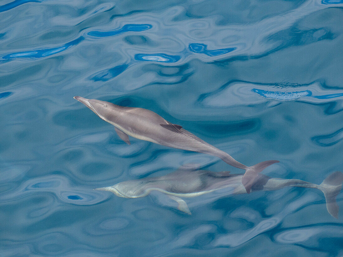 Ein Paar Langschnauzen-Delphine (Delphinus capensis), auftauchend vor den Gorda Banks, Baja California Sur, Mexiko, Nordamerika