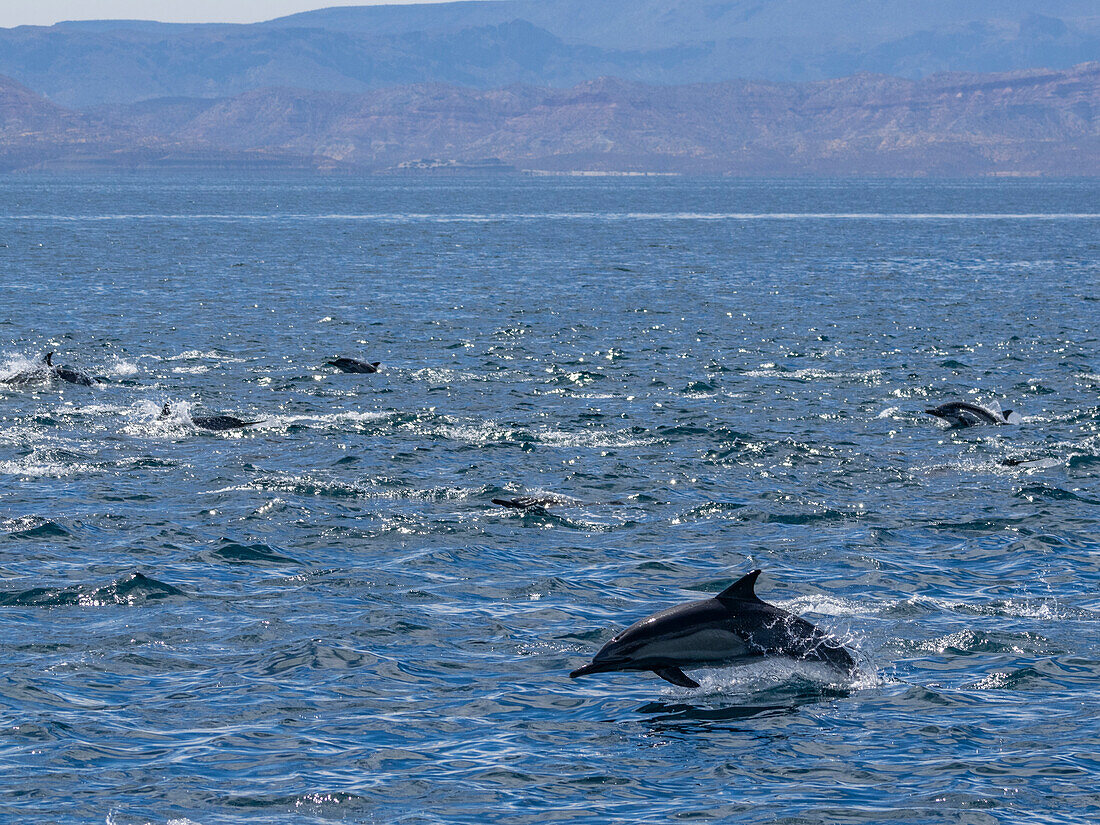 A long-beaked common dolphin pod (Delphinus capensis), traveling off Gorda Banks, Baja California Sur, Mexico, North America