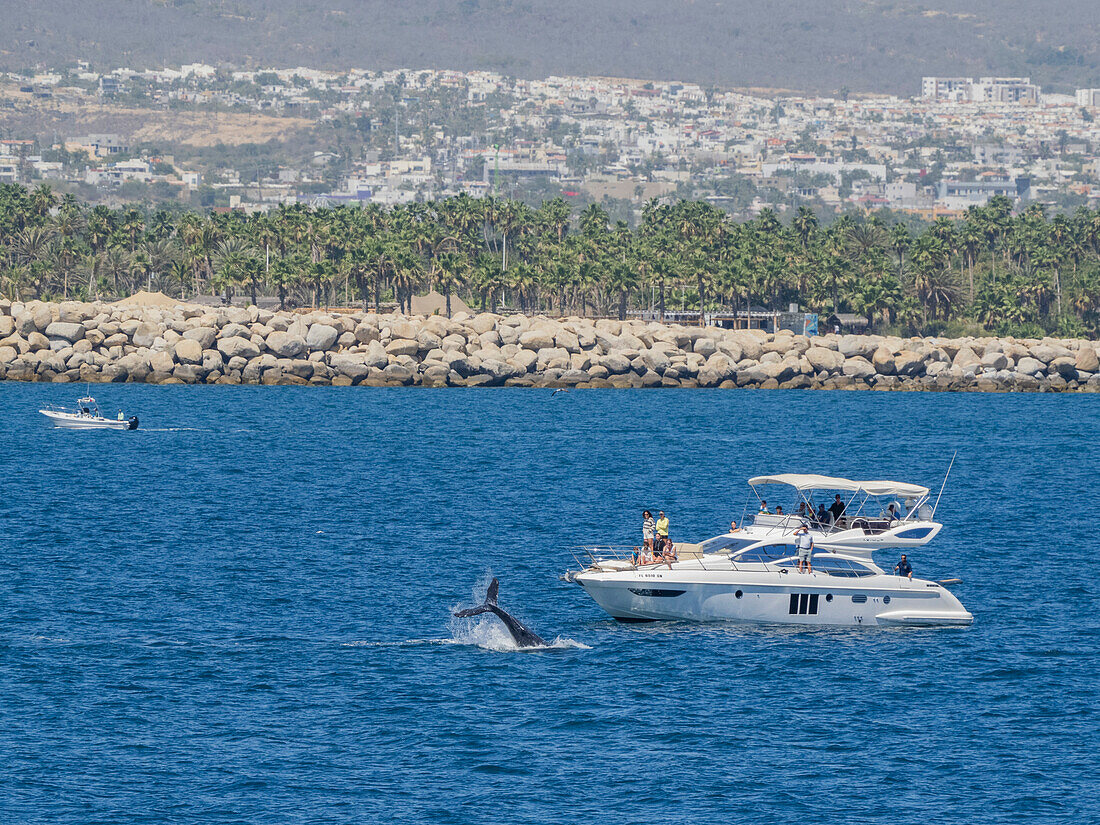 Humpback whale (Megaptera novaeangliae), near tourist boat off San Jose del Cabo, Baja California Sur, Mexico, North America