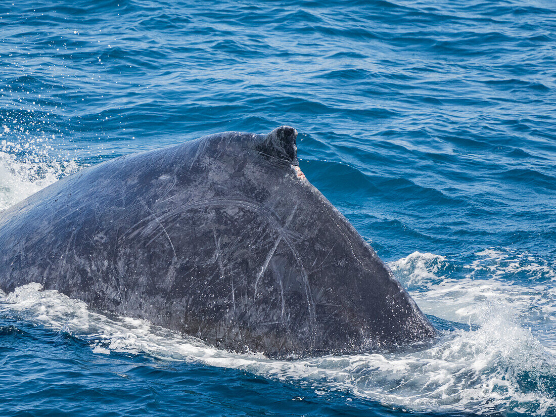 Buckelwal (Megaptera novaeangliae), beim Auftauchen vor San Jose del Cabo, Baja California Sur, Mexiko, Nordamerika