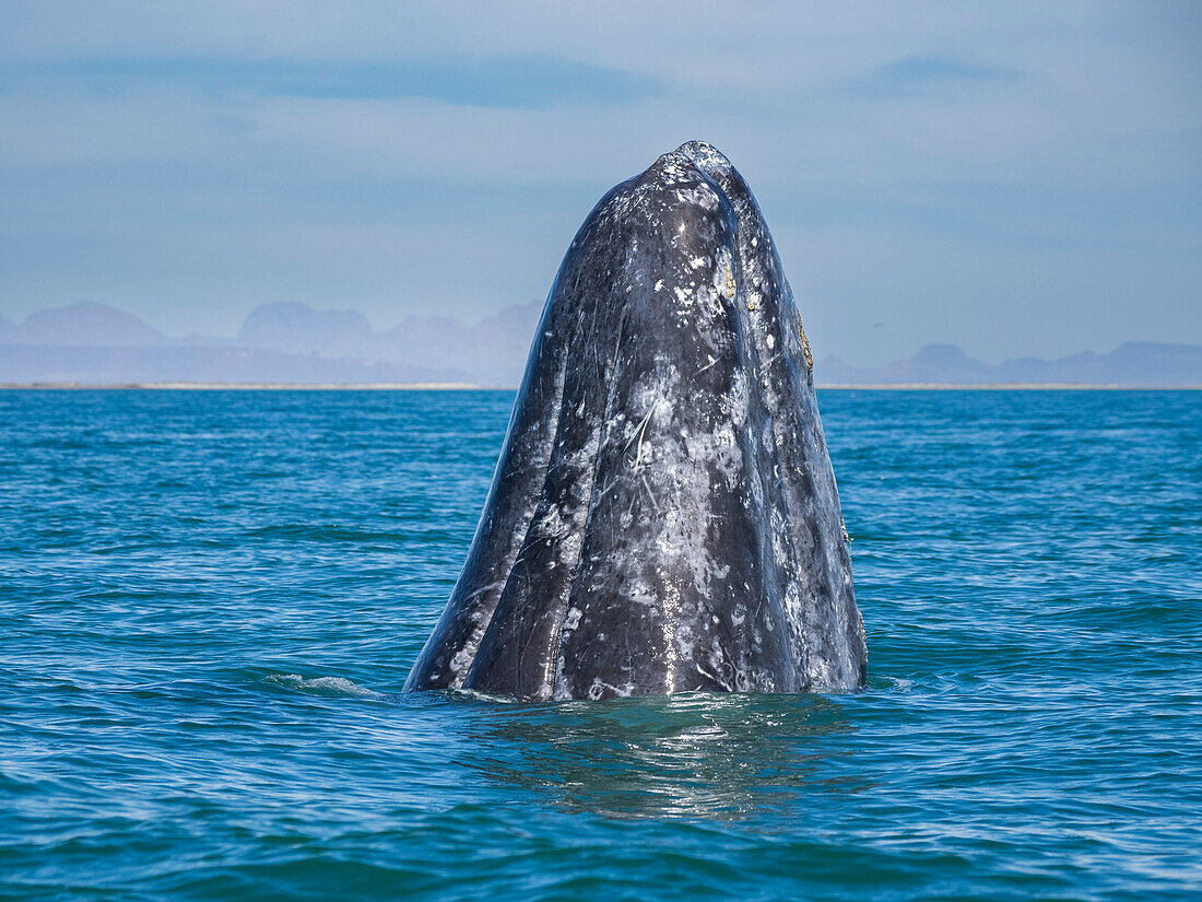 Adult California gray whale (Eschrictius robustus), spy-hopping in San Ignacio Lagoon, Baja California, Mexico, North America