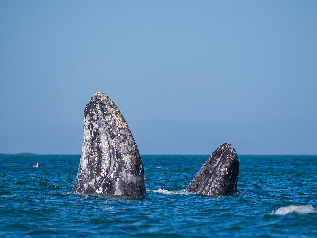 Adult California gray whales (Eschrictius robustus), spy-hopping in San Ignacio Lagoon, Baja California, Mexico, North America