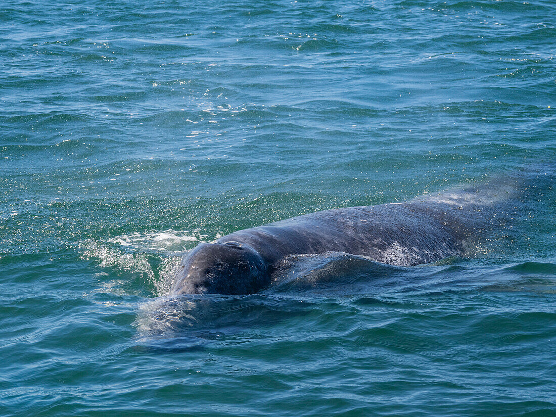 California gray whale calf (Eschrictius robustus), surfacing in San Ignacio Lagoon, Baja California, Mexico, North America