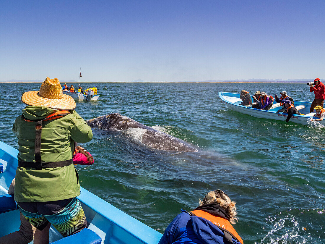 Adult California gray whale (Eschrictius robustus), near boats in San Ignacio Lagoon, Baja California, Mexico, North America