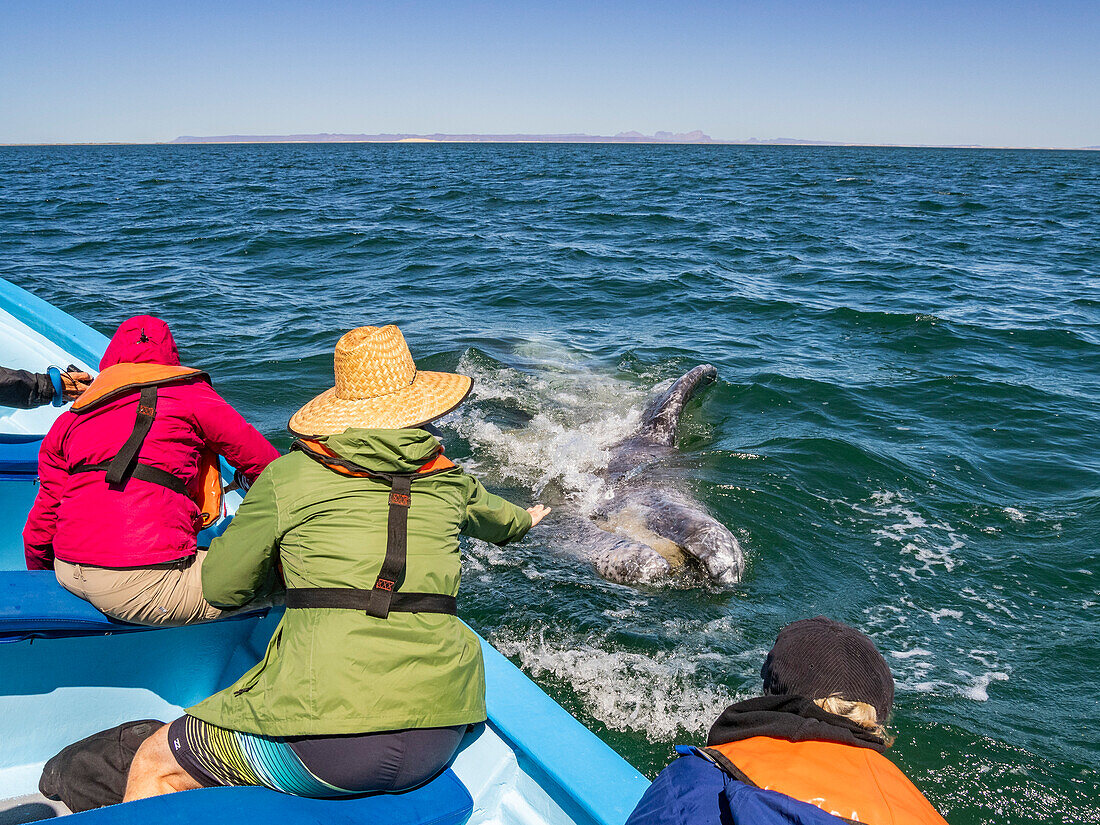 California gray whale calf (Eschrictius robustus), with excited tourists in San Ignacio Lagoon, Baja California, Mexico, North America