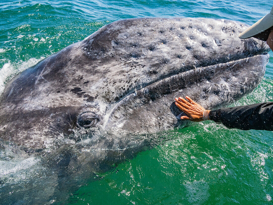 California gray whale calf (Eschrictius robustus), being touched by tourist in San Ignacio Lagoon, Baja California, Mexico, North America