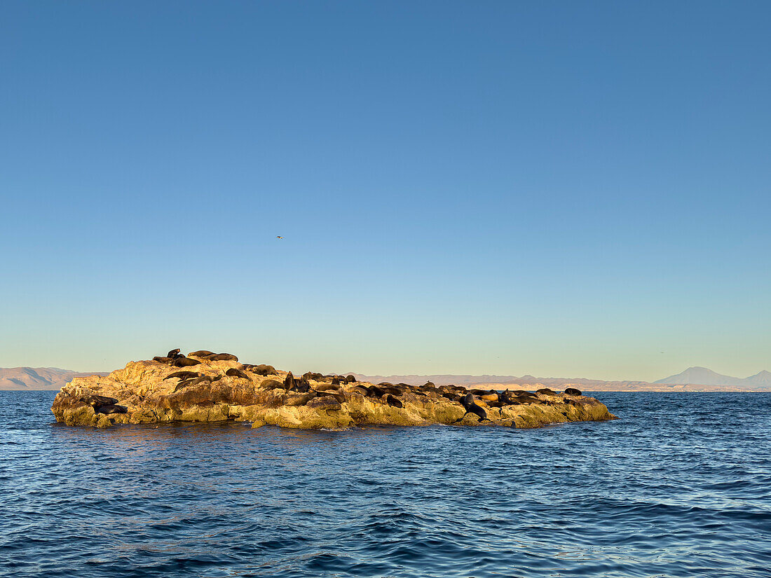 California sea lion bulls (Zalophus californianus), hauled out on a small islet off San Marcos Island, Sea of Cortez, Mexico, North America