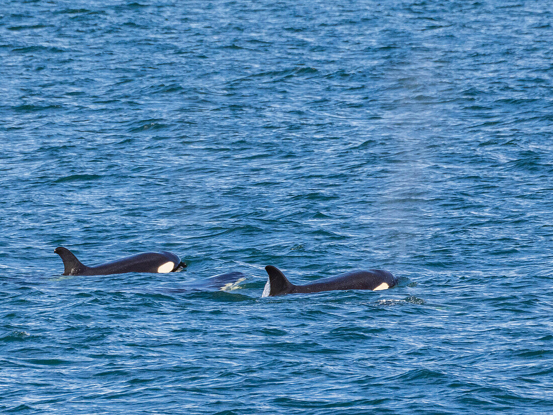 Killer whales (Orcinus orca), off Isla Carmen, Baja California Sur, Mexico, North America