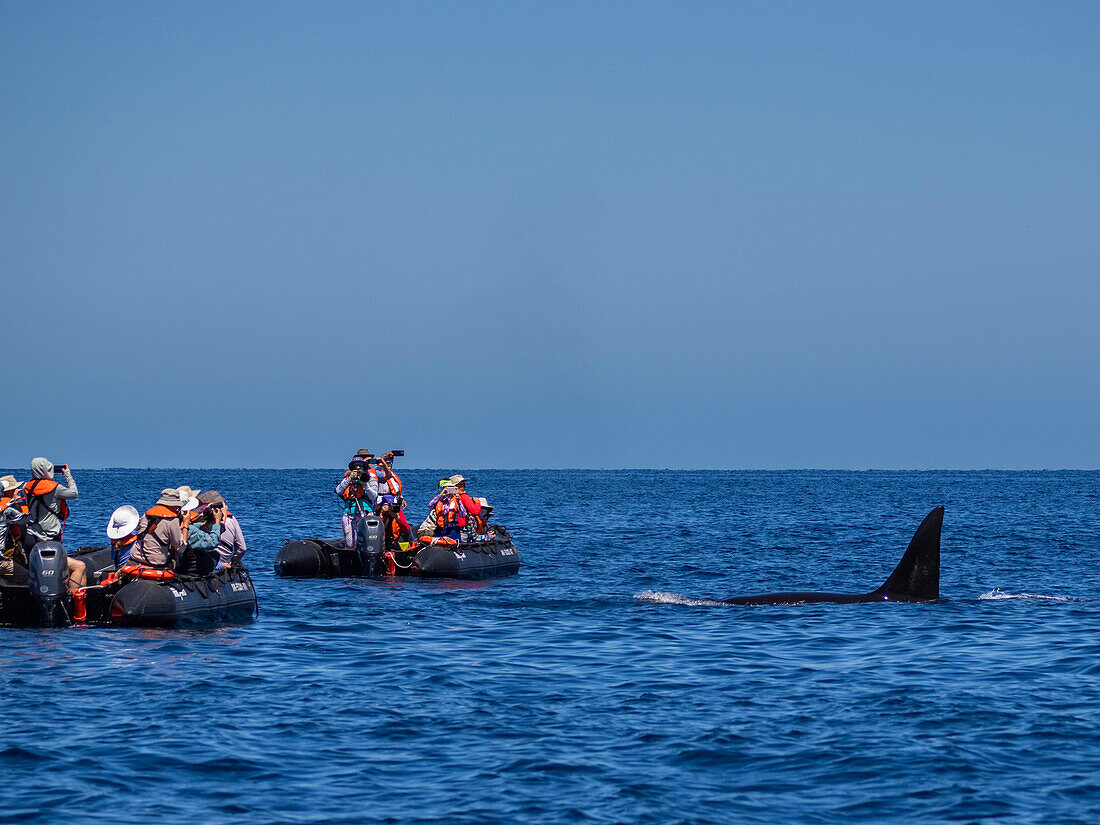 Killer whale pod (Orcinus orca) beside tourists in inflatables off Punta Colorada, Isla San Jose, Baja California Sur, Mexico, North America