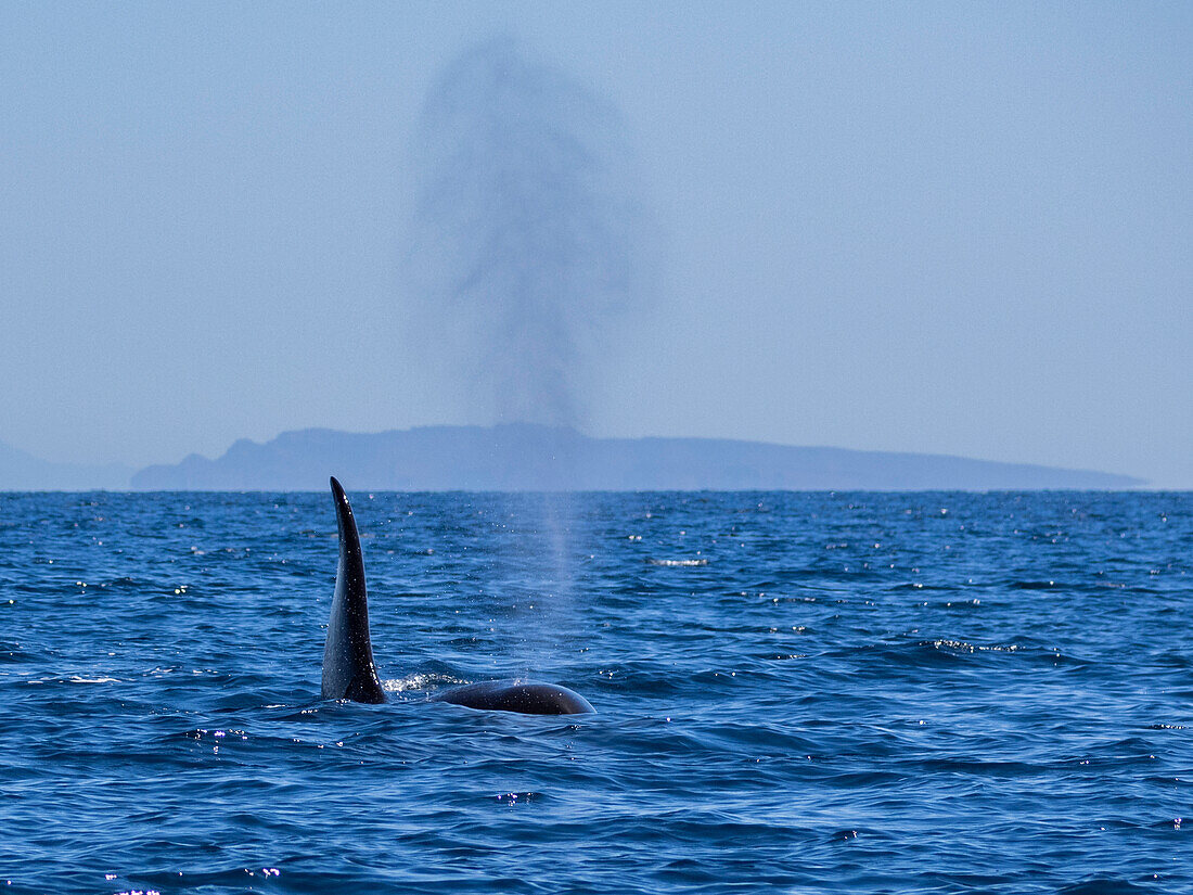 Schwertwal-Schildkröte (Orcinus orca), vor Punta Colorada, Isla San Jose, Baja California Sur, Mexiko, Nordamerika