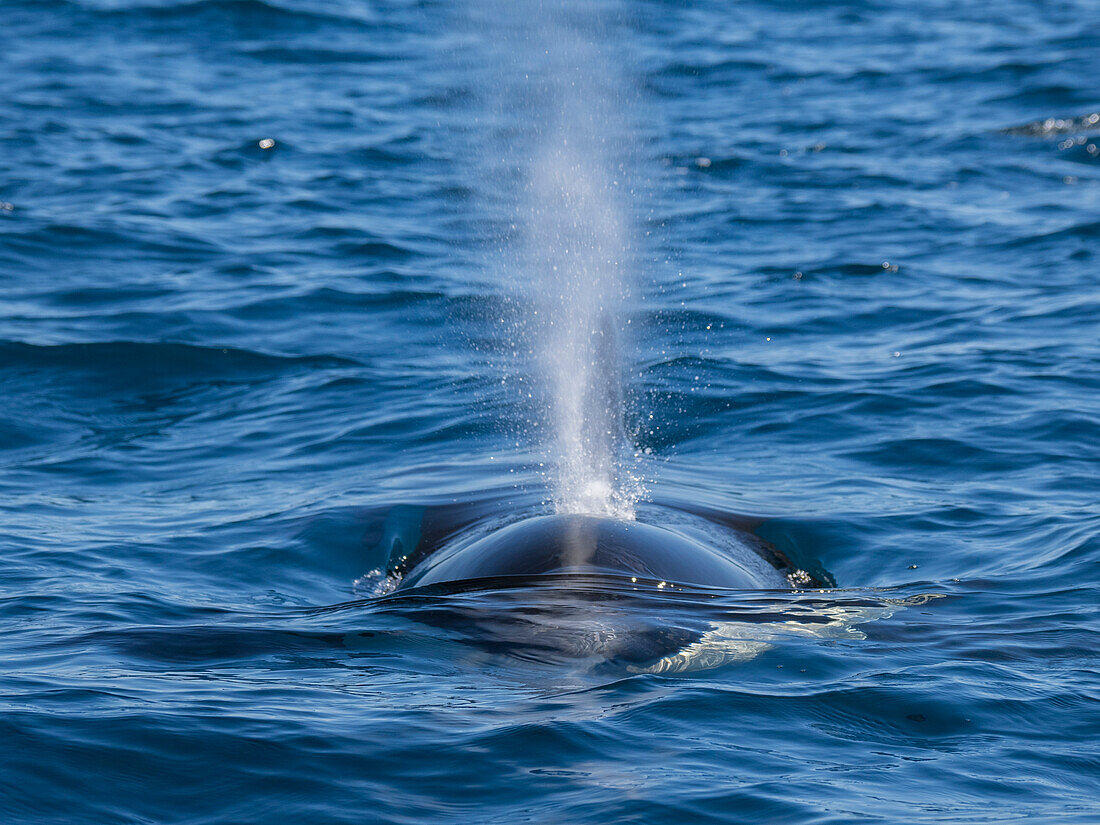 Schwertwal-Population (Orcinus orca), vor Punta Colorada, Isla San Jose, Baja California Sur, Mexiko, Nordamerika