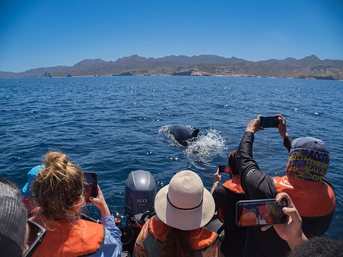 Killer whale pod (Orcinus orca), and tourists off Punta Colorada, Isla San Jose, Baja California Sur, Mexico, North America