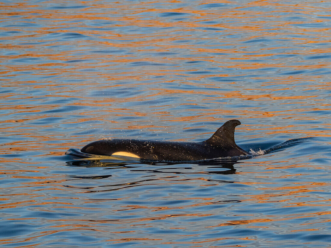 Schwertwalweibchen (Orcinus orca), Auftauchen vor der Isla San Lorenzo, Baja California, Sea of Cortez, Mexiko, Nordamerika