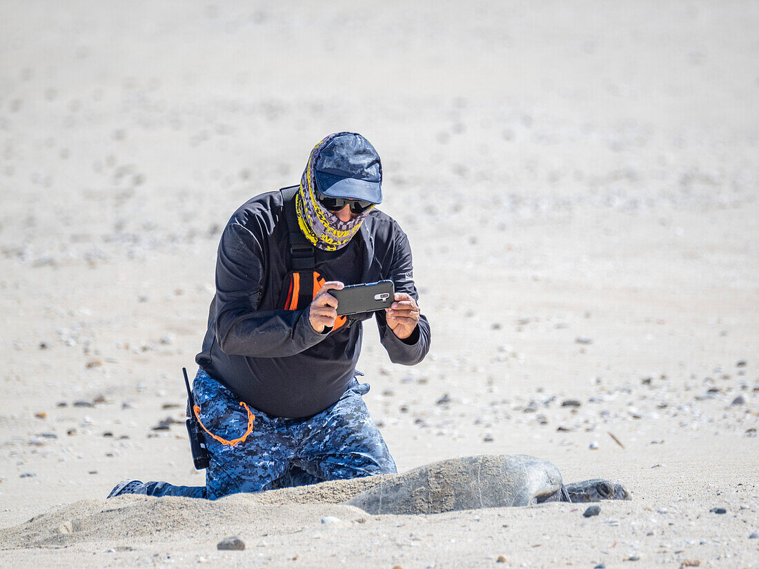 Ein Mann kniet sich hin, um eine erwachsene weibliche Grüne Meeresschildkröte (Chelonia mydas) zu fotografieren, die zum Nisten an Land kommt, auf Isla Espiritu Santo, Sea of Cortez, Mexiko, Nordamerika