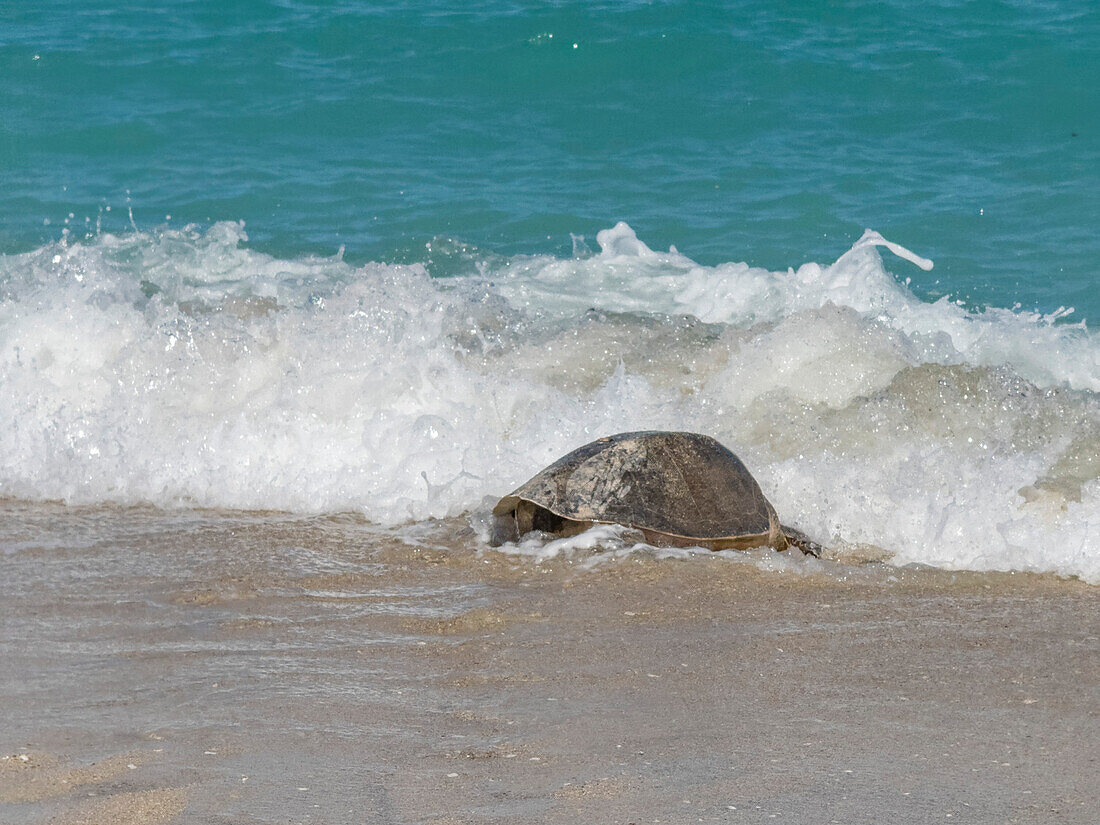 Eine erwachsene weibliche Grüne Meeresschildkröte (Chelonia mydas), die zum Nisten an Land kommt, auf der Isla Espiritu Santo, Sea of Cortez, Mexiko, Nordamerika