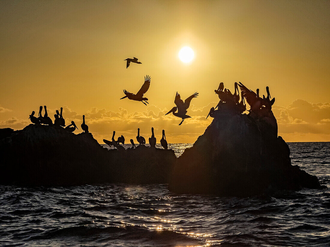 Adult brown pelicans (Pelecanus occidentalis), on a small islet near Isla San Marcos, Baja California, Mexico, North America