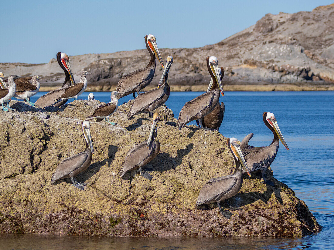 Ausgewachsener Braunpelikan (Pelecanus occidentalis), auf einer kleinen Insel nahe der Isla Salsipuedes, Baja California, Mexiko, Nordamerika